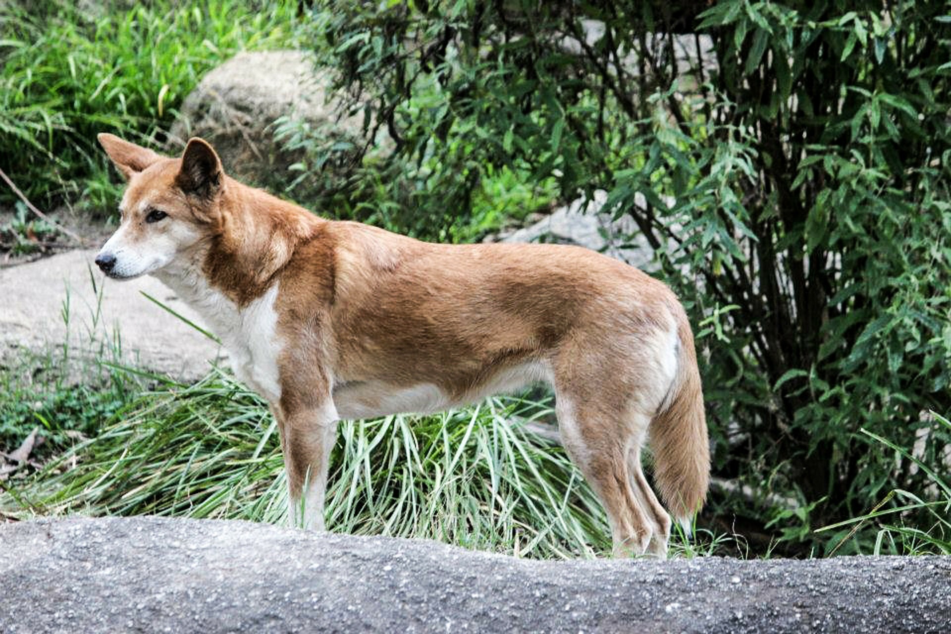 A dingo in the wild