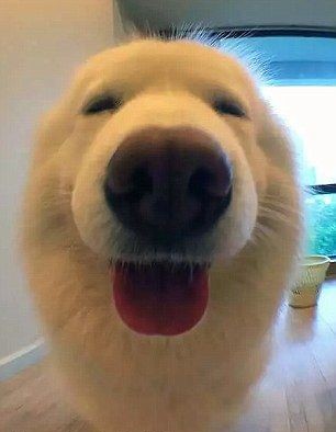 picture of a very good boiii