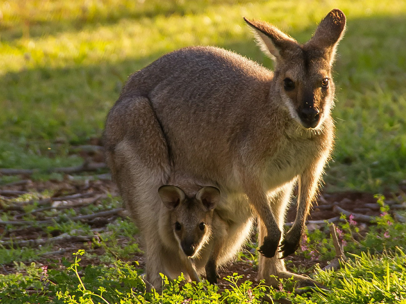 A kangaroo carrying a baby in her pouch