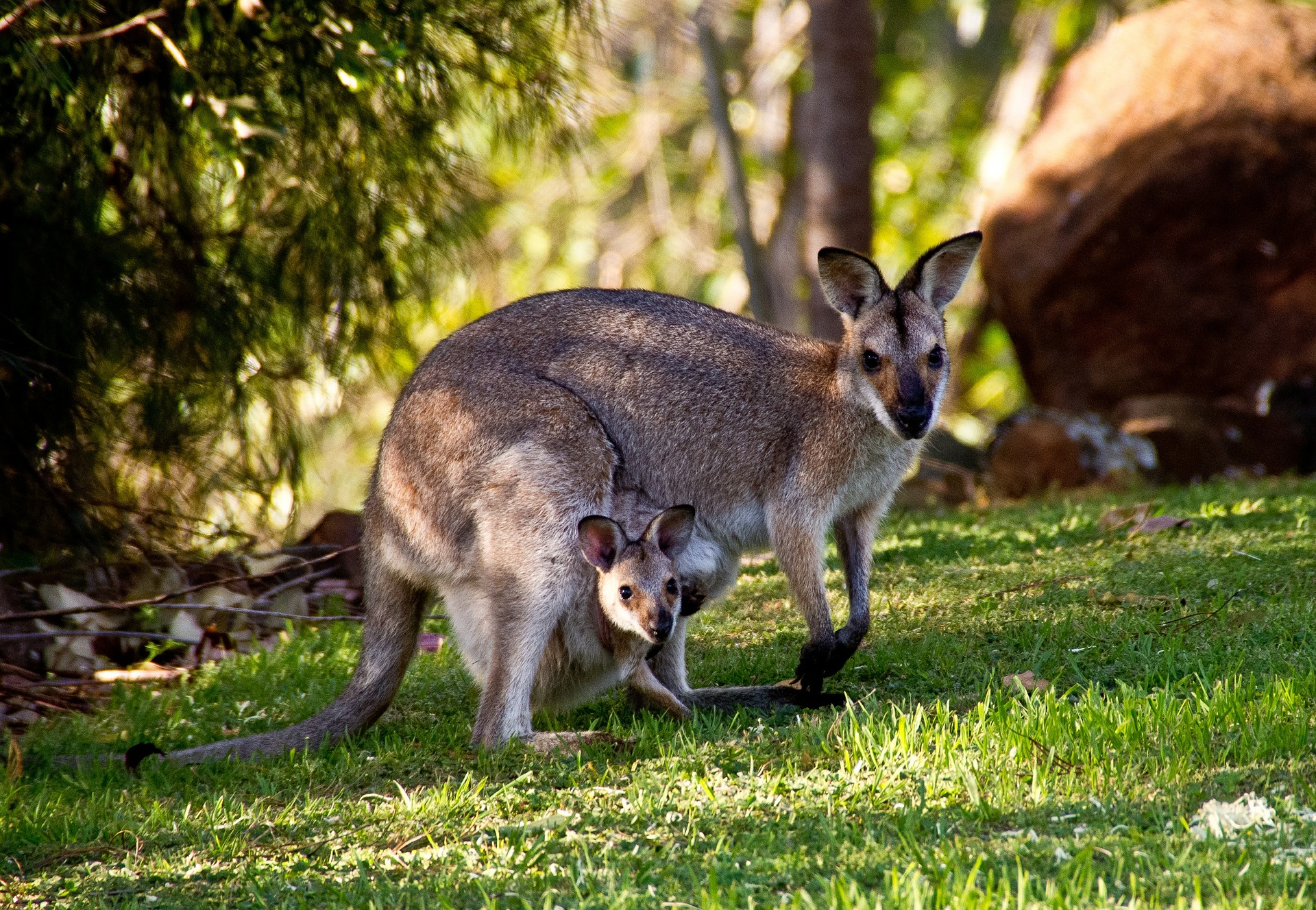 A kangaroo carrying a baby in her pouch