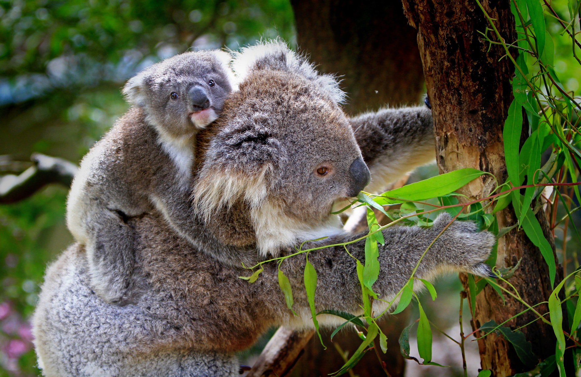 A koala carrying a baby on her back