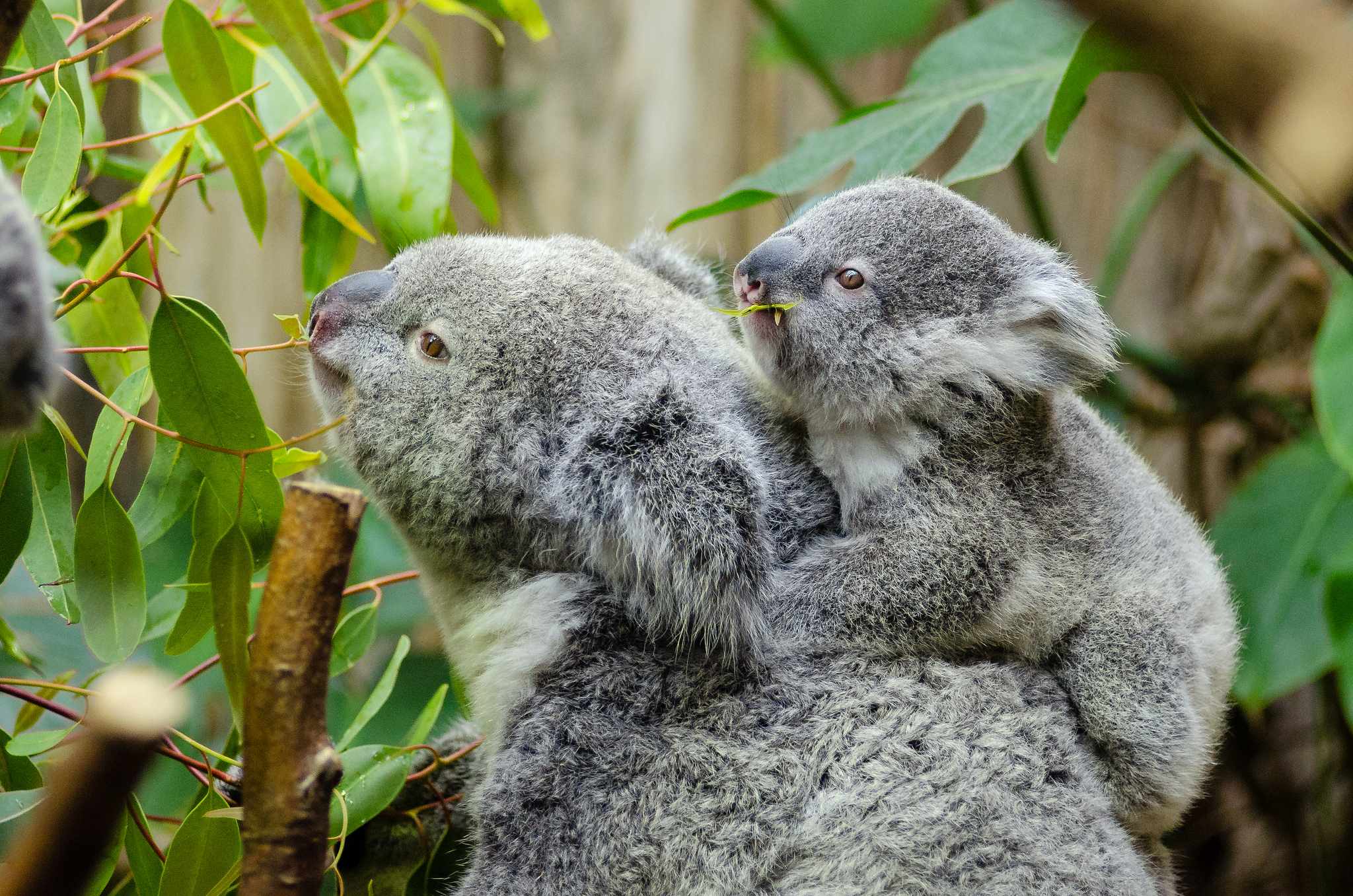 A koala carrying a baby on her back
