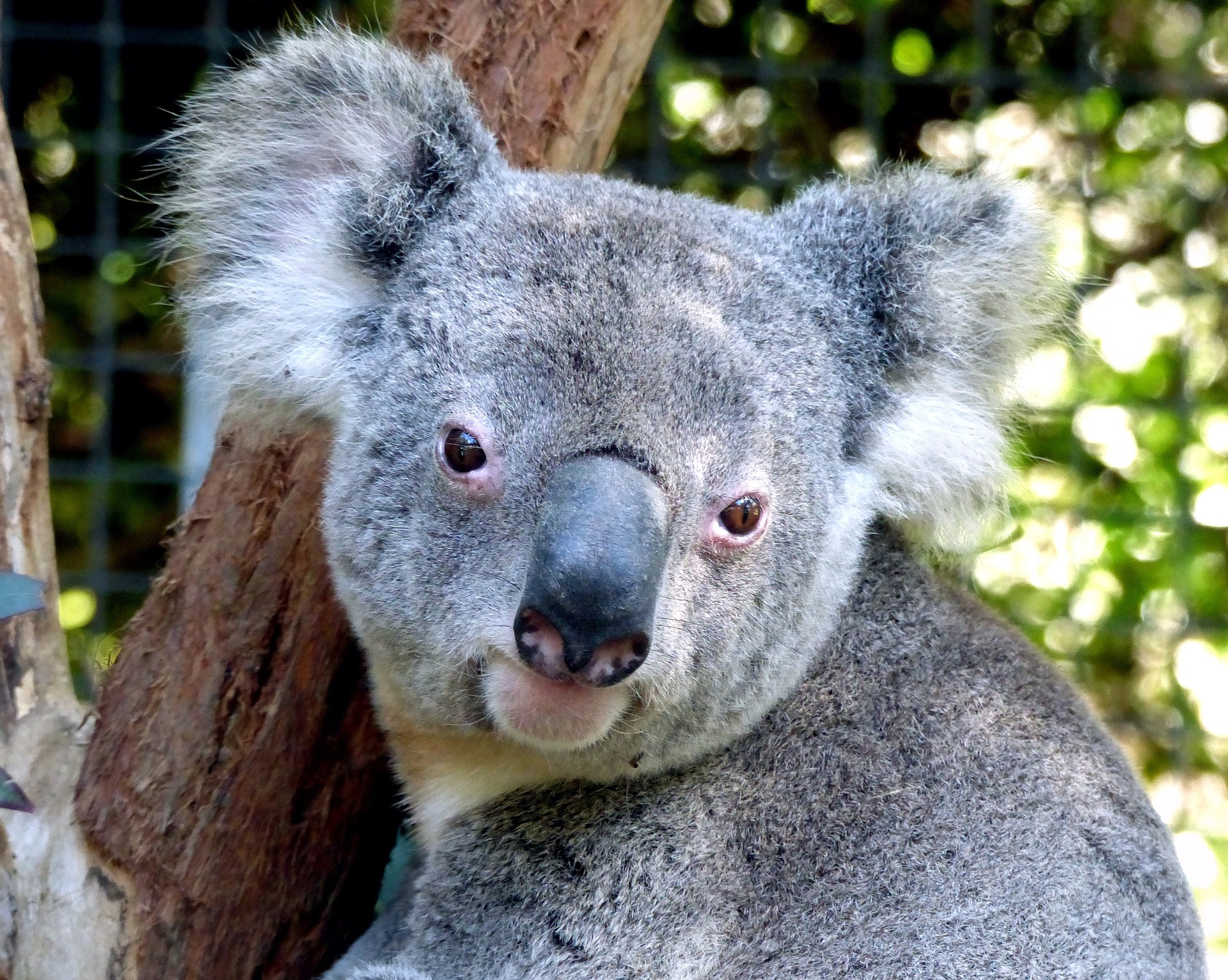 A portrait of a koala