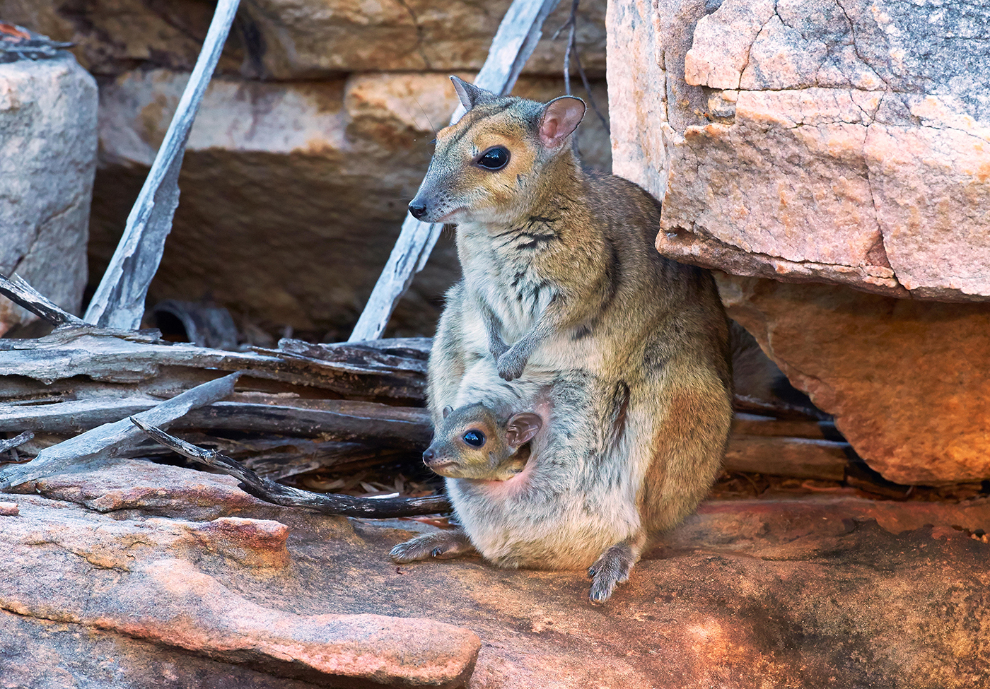 A monjon-kangaroo and her baby