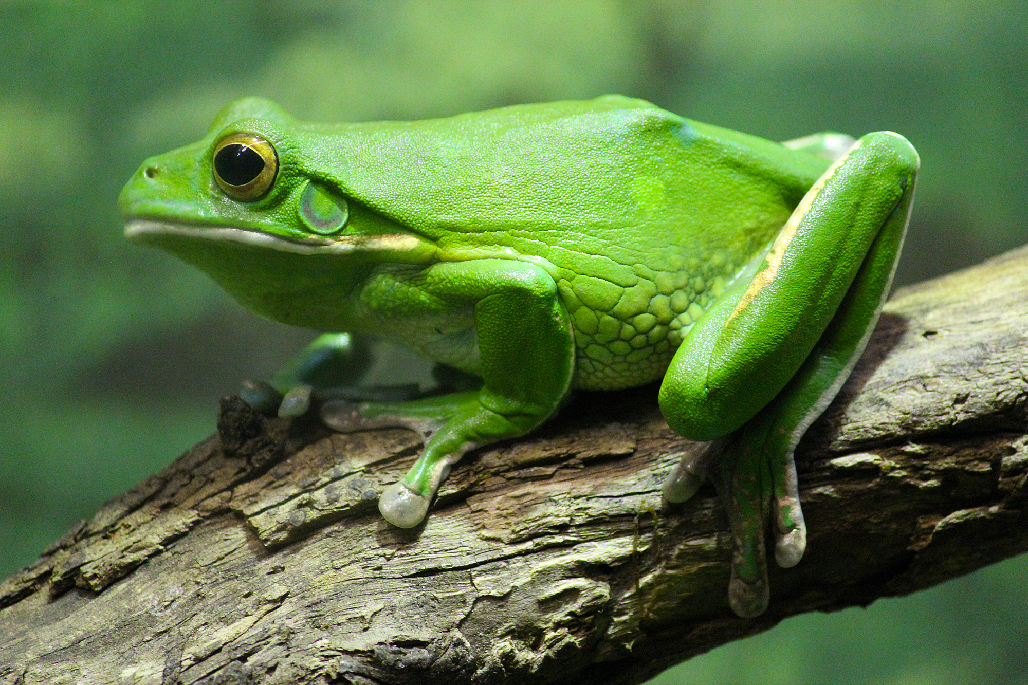 picture of a green tree frog as a link to a page about amphibians