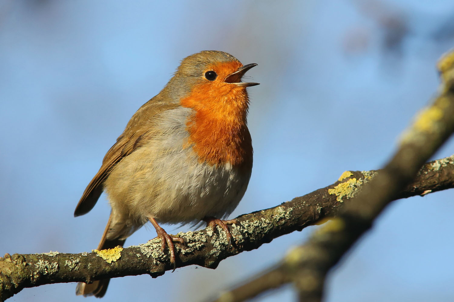 picture of a robin as a link to a page about birds