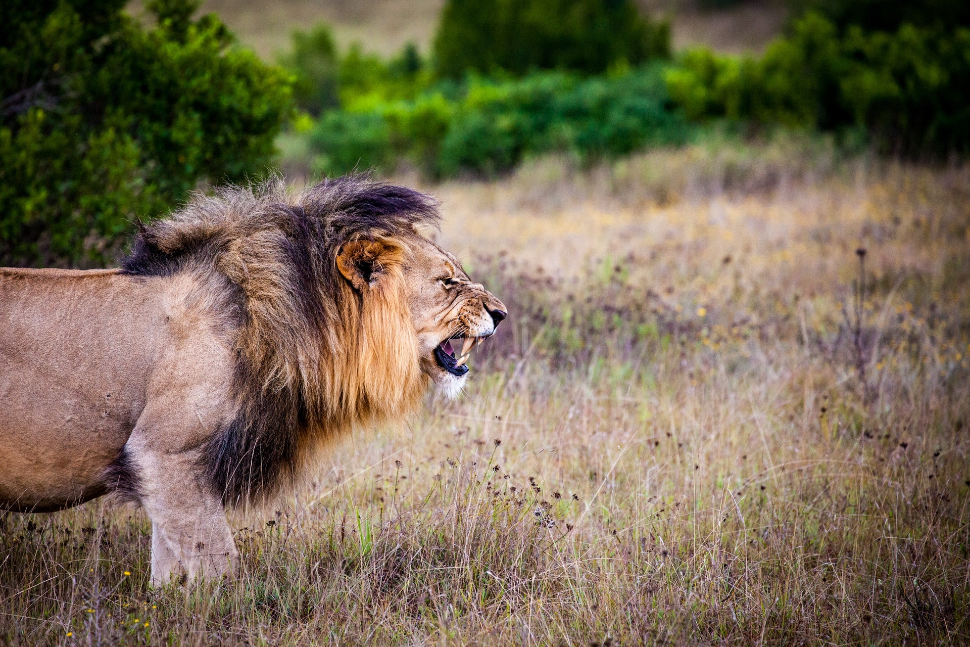 picture of a lion as a link to a page about carnivores