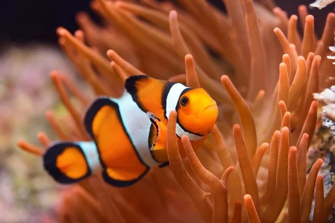picture of a clown fish as a link to a page about fish