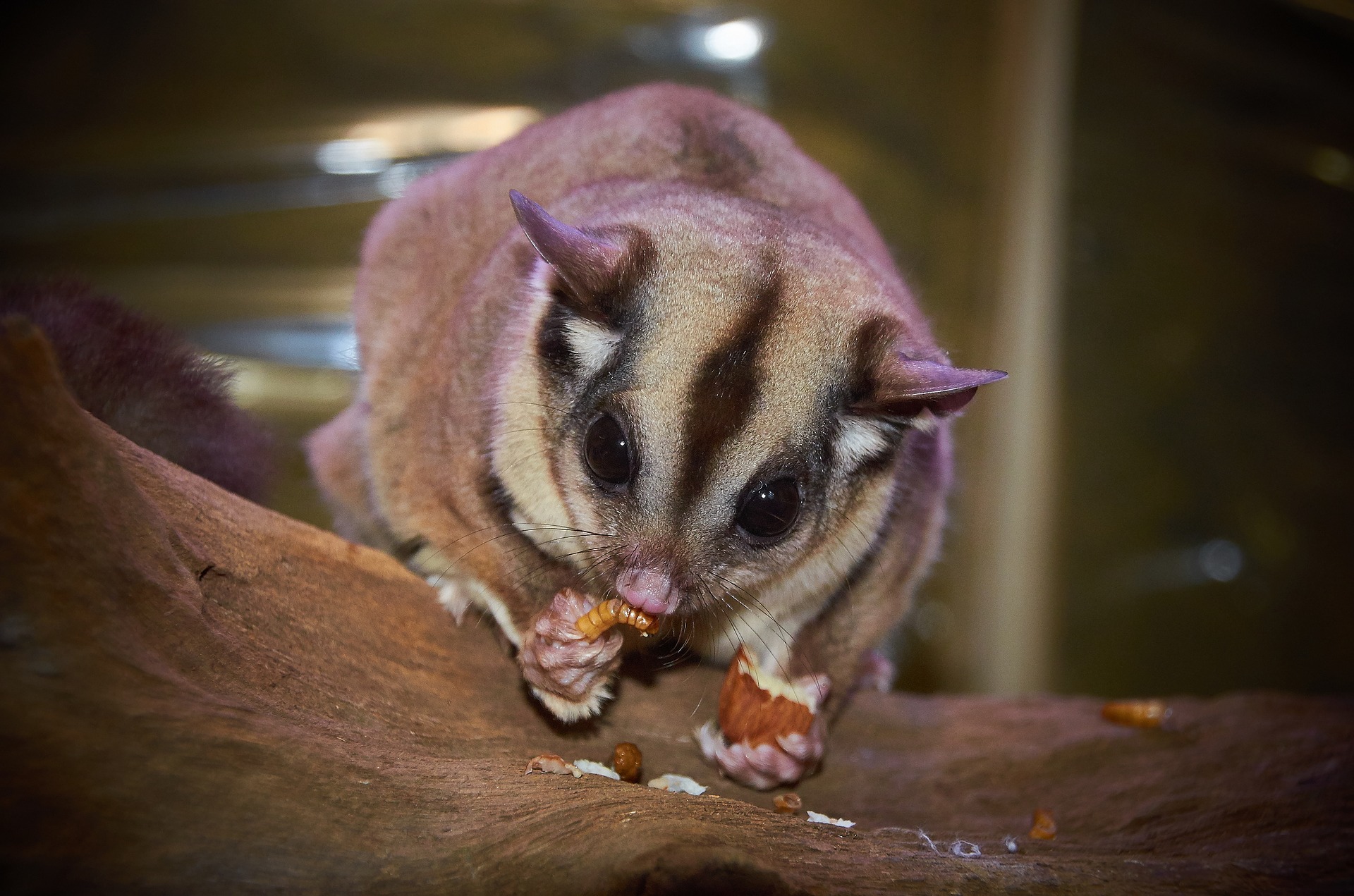 picture of a glider as a link to a page about gliders