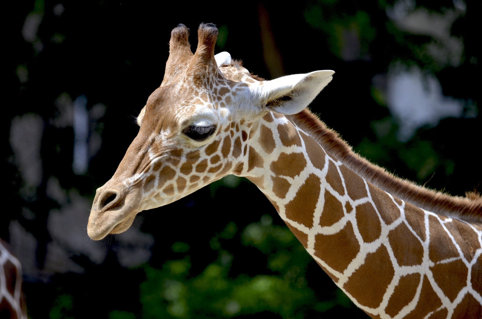 picture of a giraffe as a link to a page about herbivores