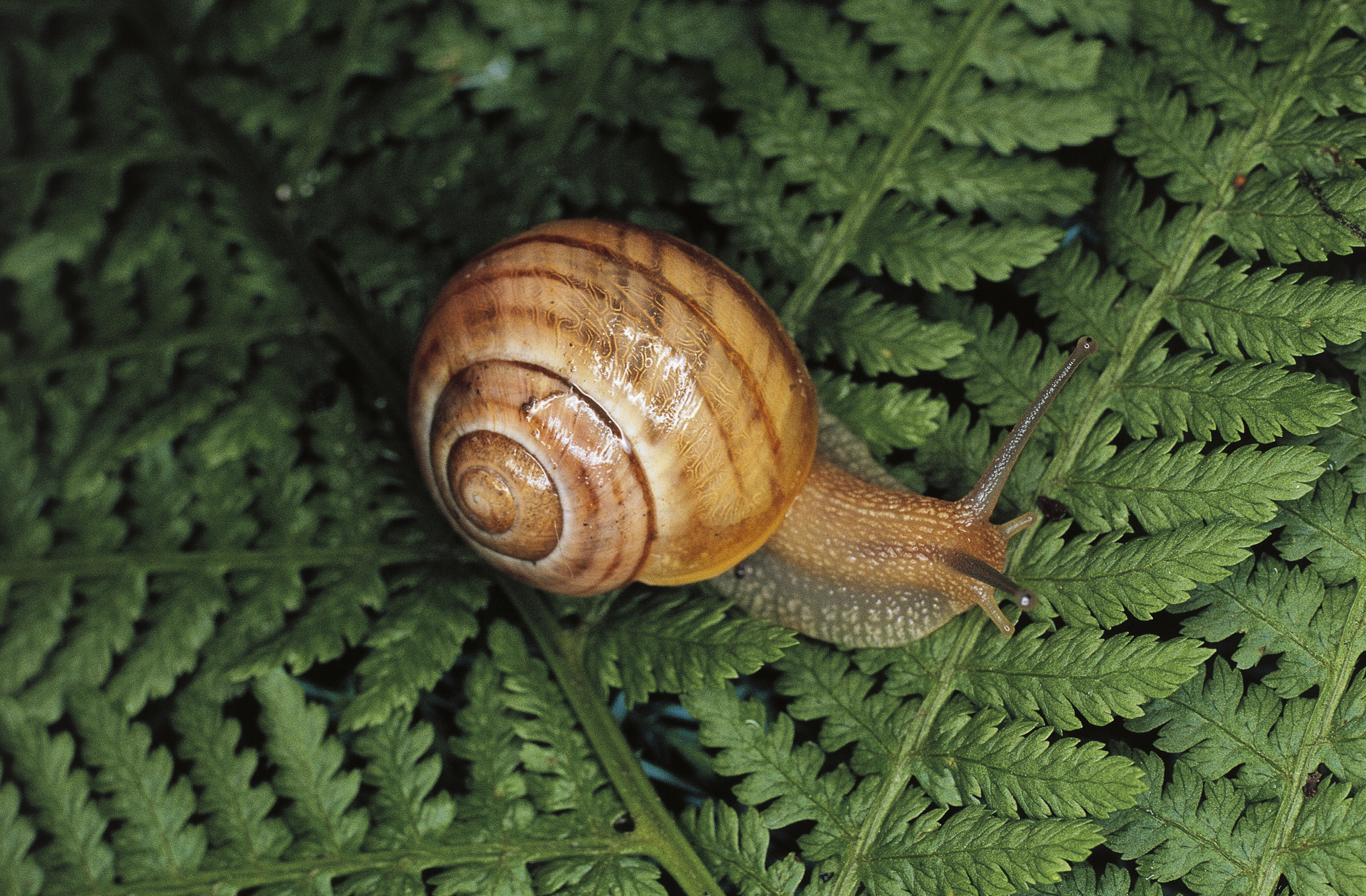 picture of a snail as a link to a page about invertebrates