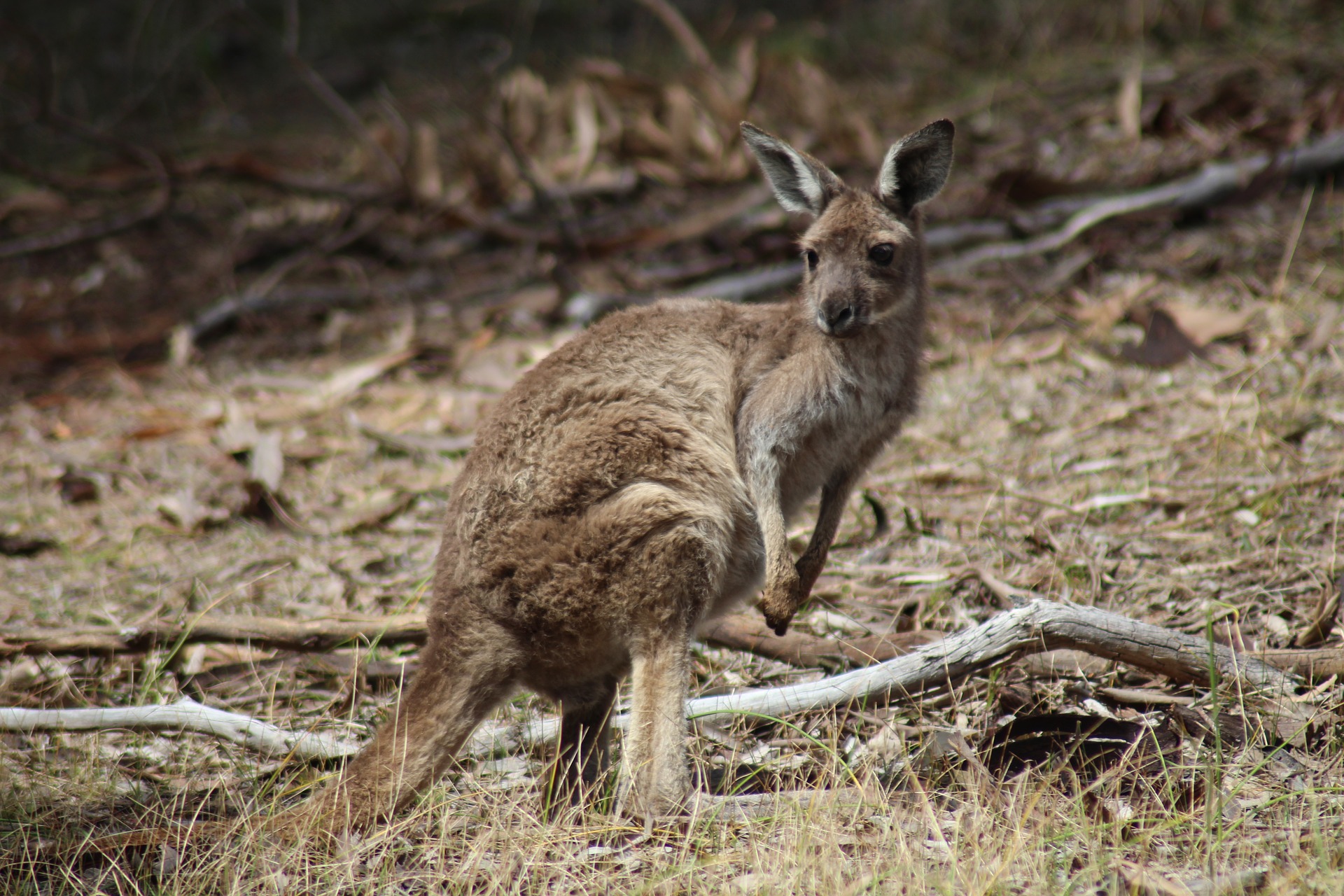 picture of a kangaroo as a link to a page about kangaroos