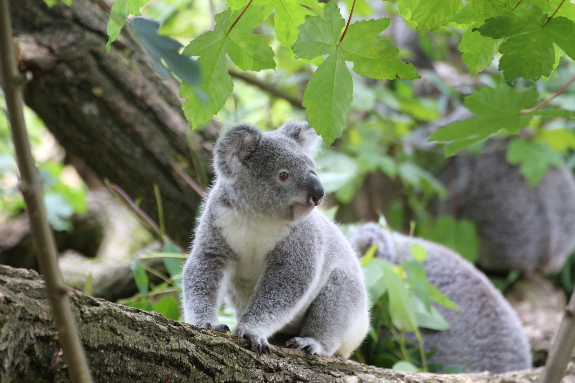 picture of a koala as a link to a page about koalas