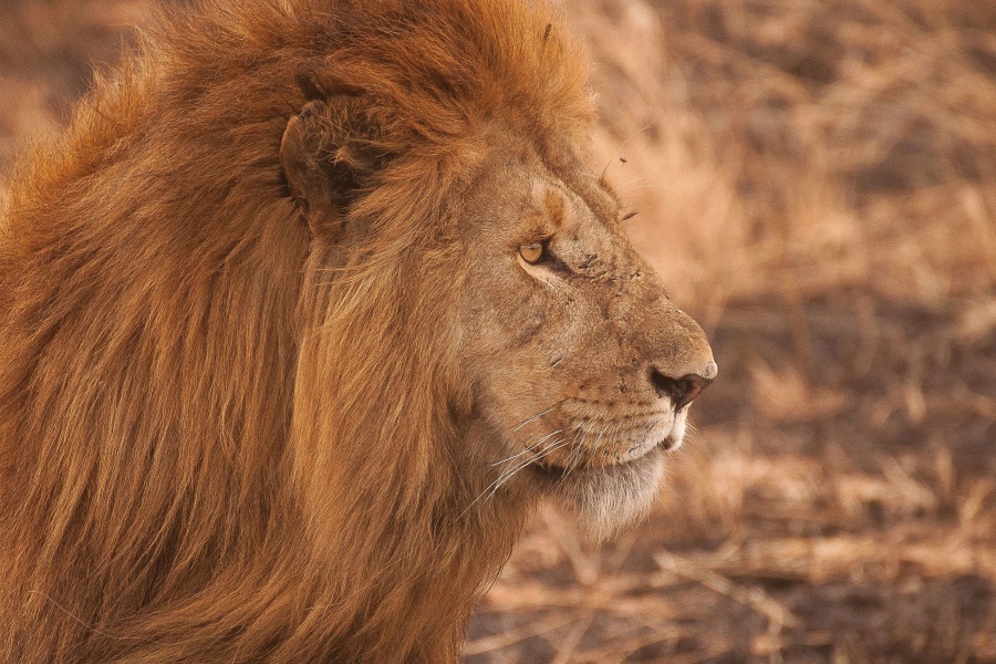 picture of an african lion as a link to a page about mammals