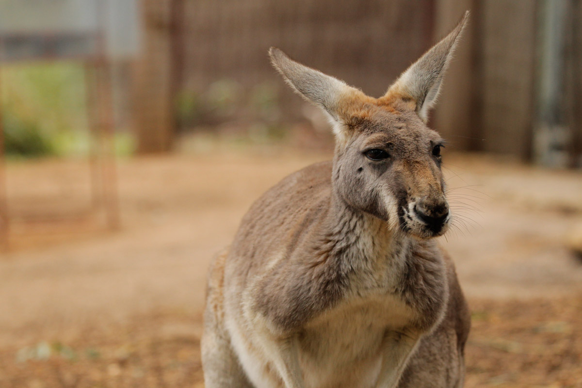 picture of a kangaroo as a link to a page about marsupial mammals