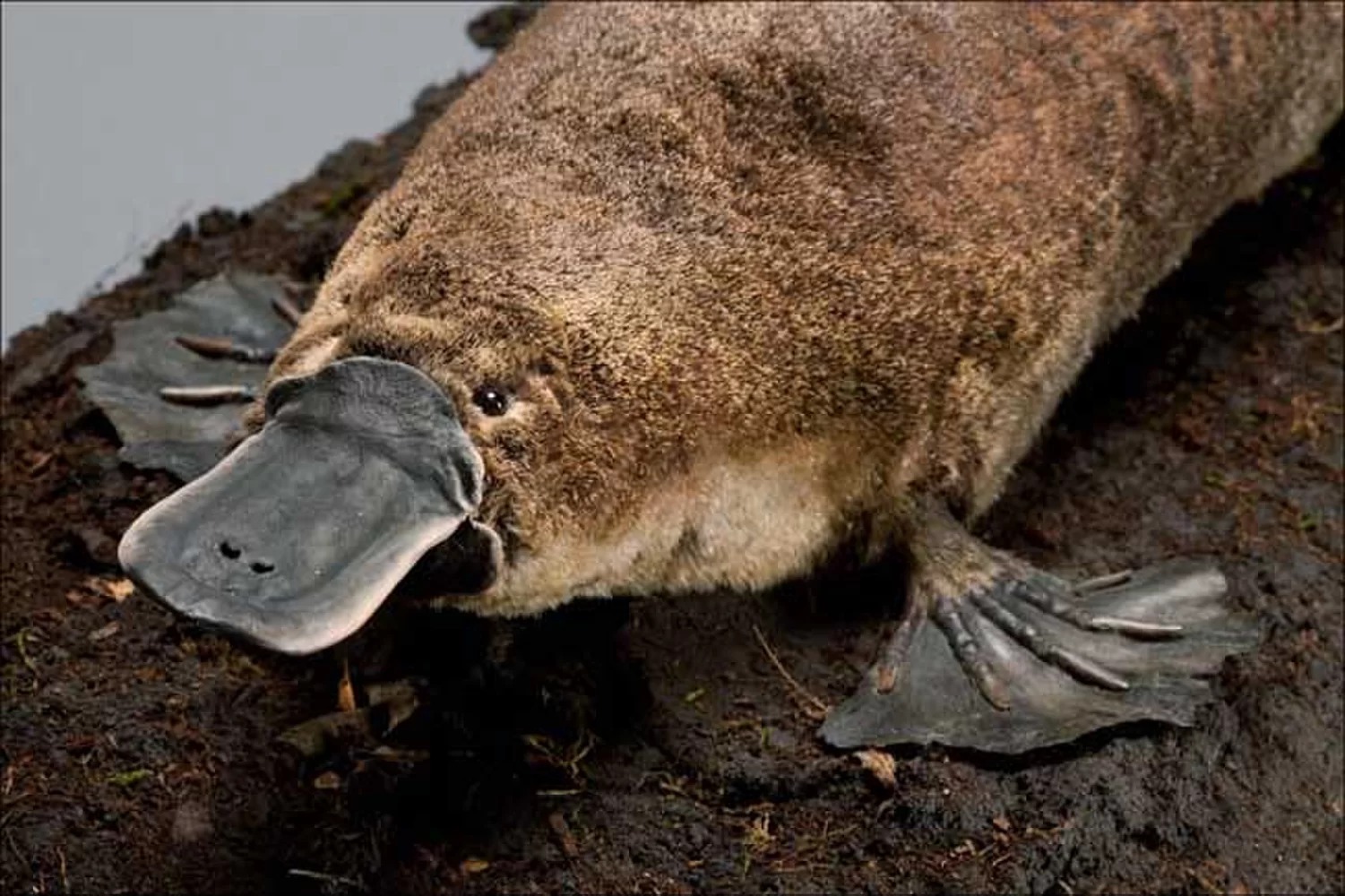 picture of a platypus as a link to a page about monotreme mammals