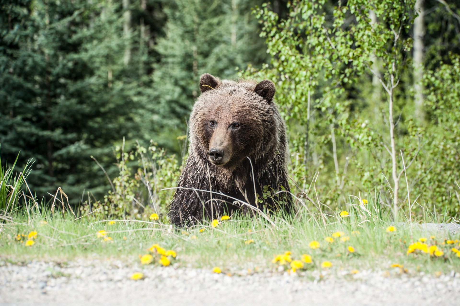 picture of a bear as a link to a page about omnivores