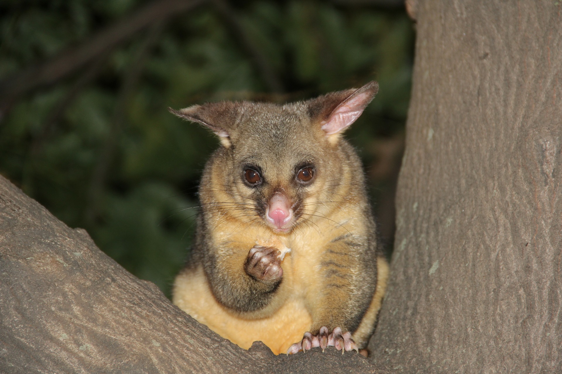 picture of an opossum as a link to a page about opossums
