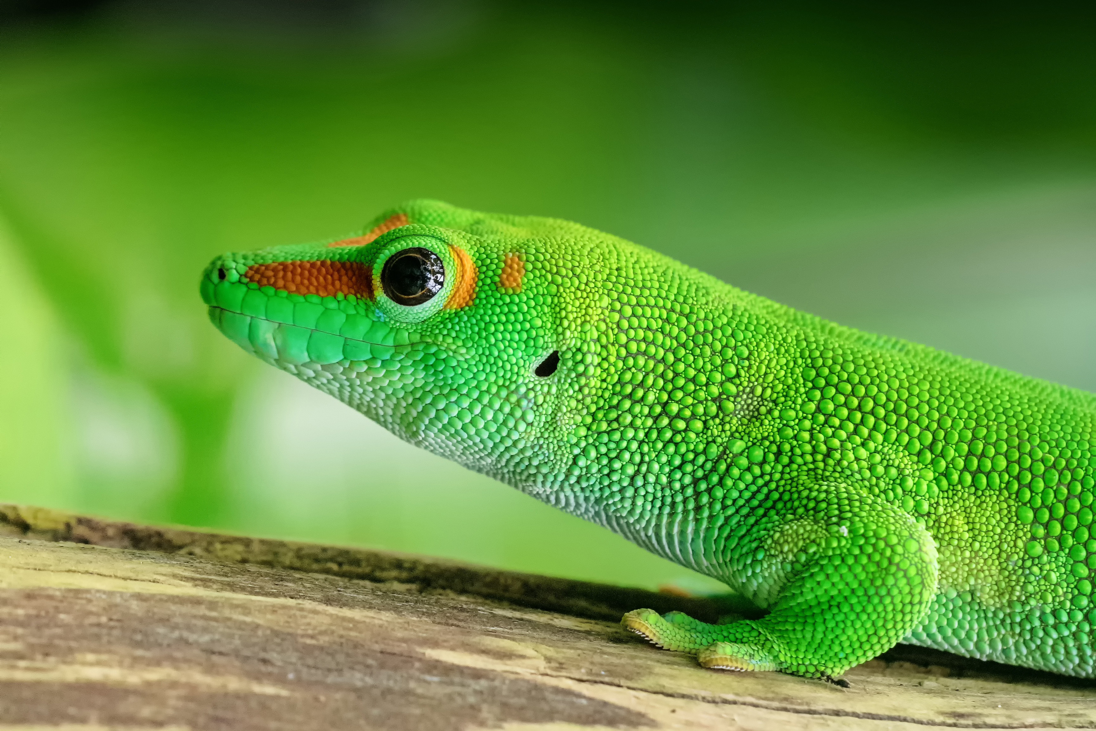 picture of a green gecko as a link to a page about reptiles