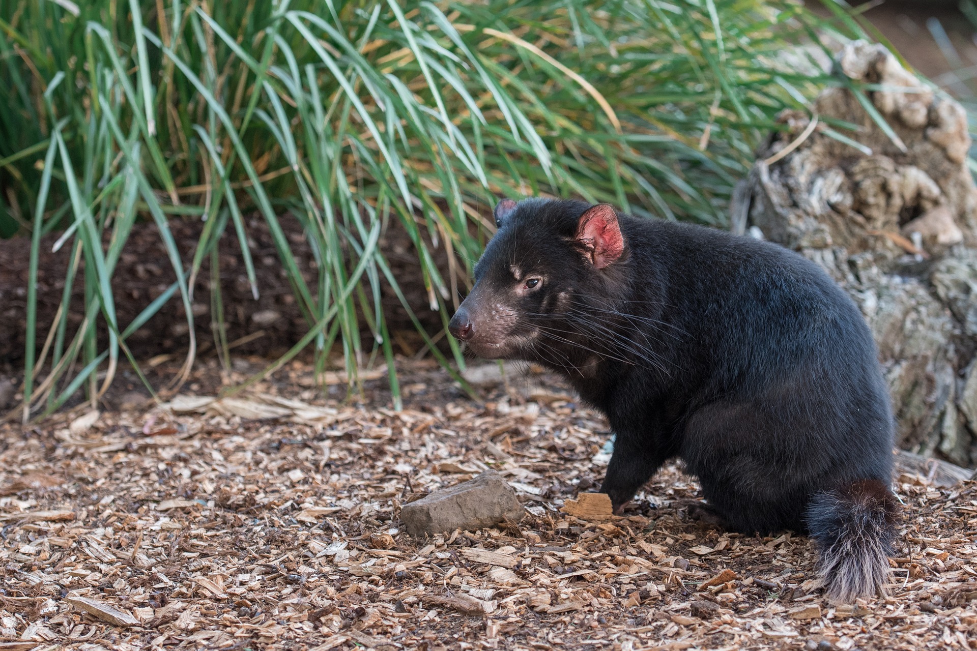 picture of a tasmanian devil as a link to a page about tasmanian devils