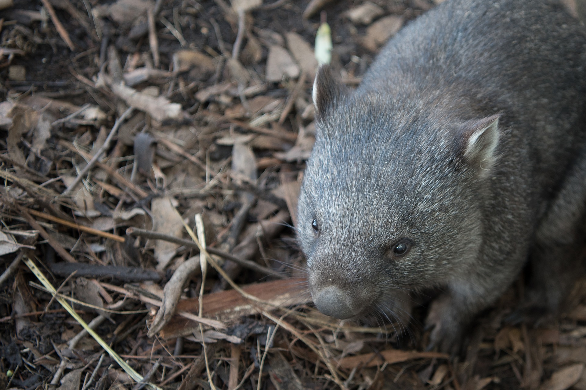 picture of a wombat as a link to a page about wombats